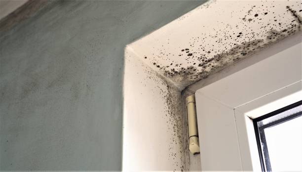 Dehumidification Services in Decatur, IN