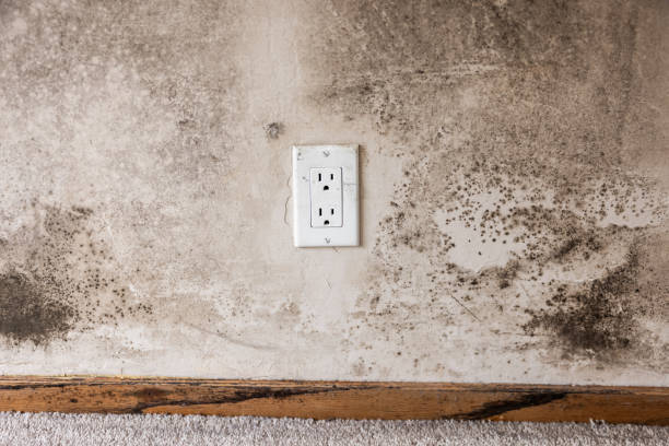 Forensic Mold Investigation in Decatur, IN